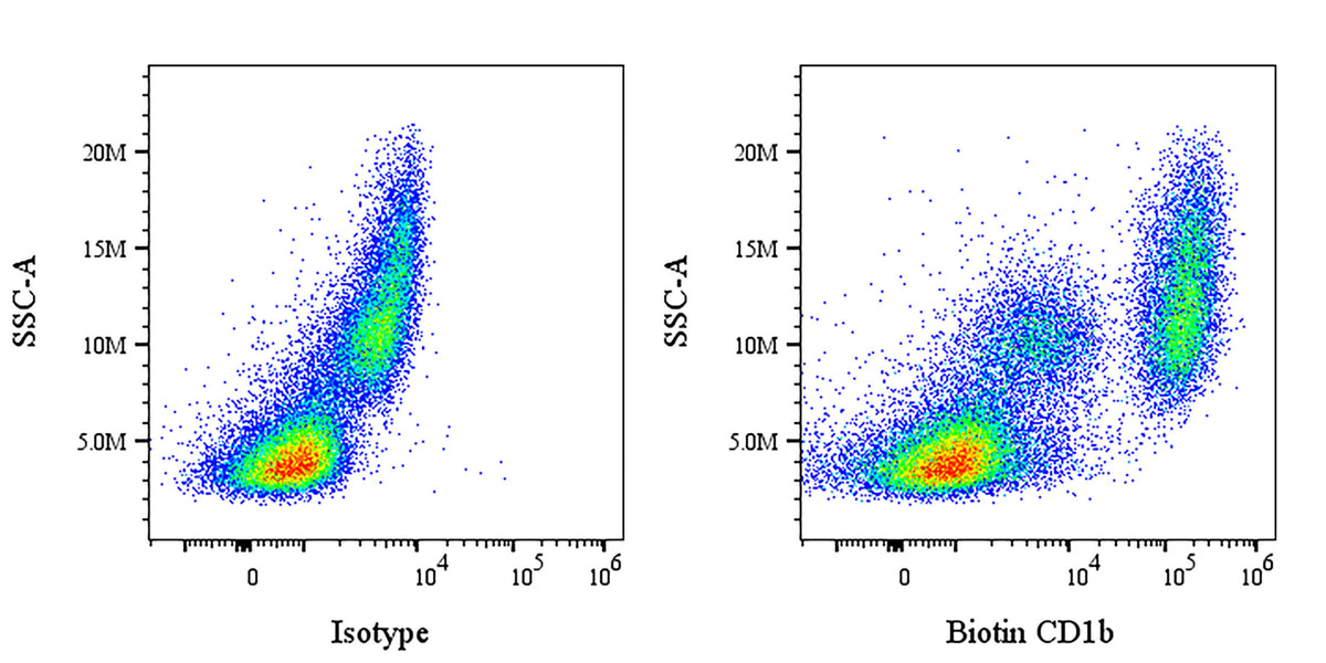 Biotin Mouse Anti-Human CD1b Antibody (SN13)