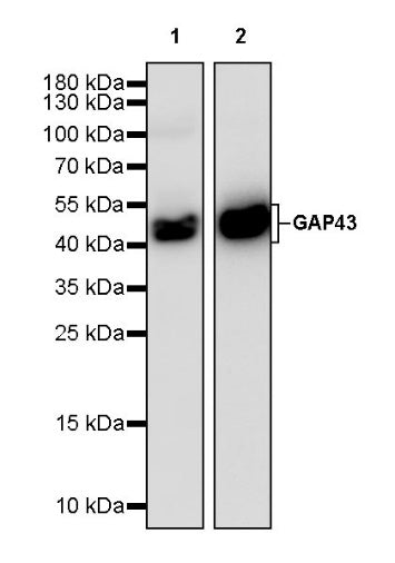 GAP43 Rabbit Polyclonal Antibody-Neuronal Marker