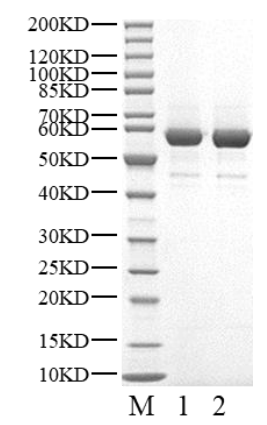 NLRP3 Protein, Human