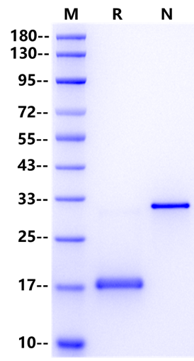 PDGF-AA Protein, Mouse