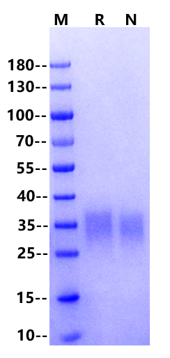 Biotinylated IL-13 His&Avi Tag Protein, Human