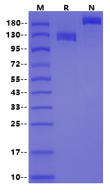 PSMA/FOLH1 Fc Chimera Protein, Human