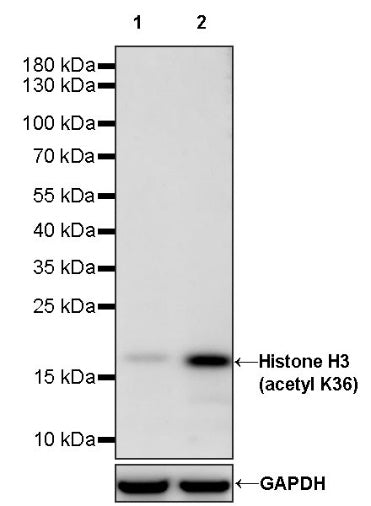 Histone H3 (acetyl K36) Recombinant Rabbit mAb (S-1732-53)