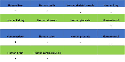 CD1a Recombinant Rabbit mAb (S-1486-65)