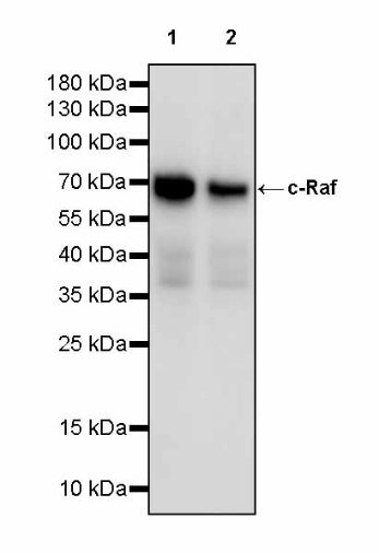 c-Raf Recombinant Rabbit mAb (S-2718-61)