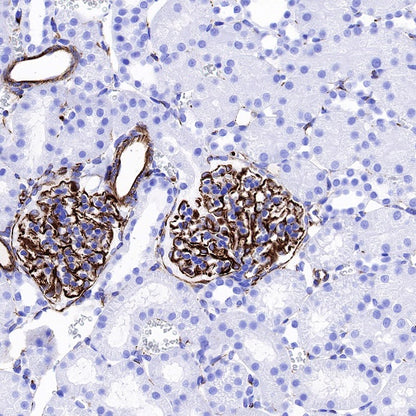 Vimentin Recombinant Rabbit mAb (SDT-029-120)