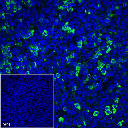 Human IgG F(c) Recombinant Rabbit mAb (S-318-184)