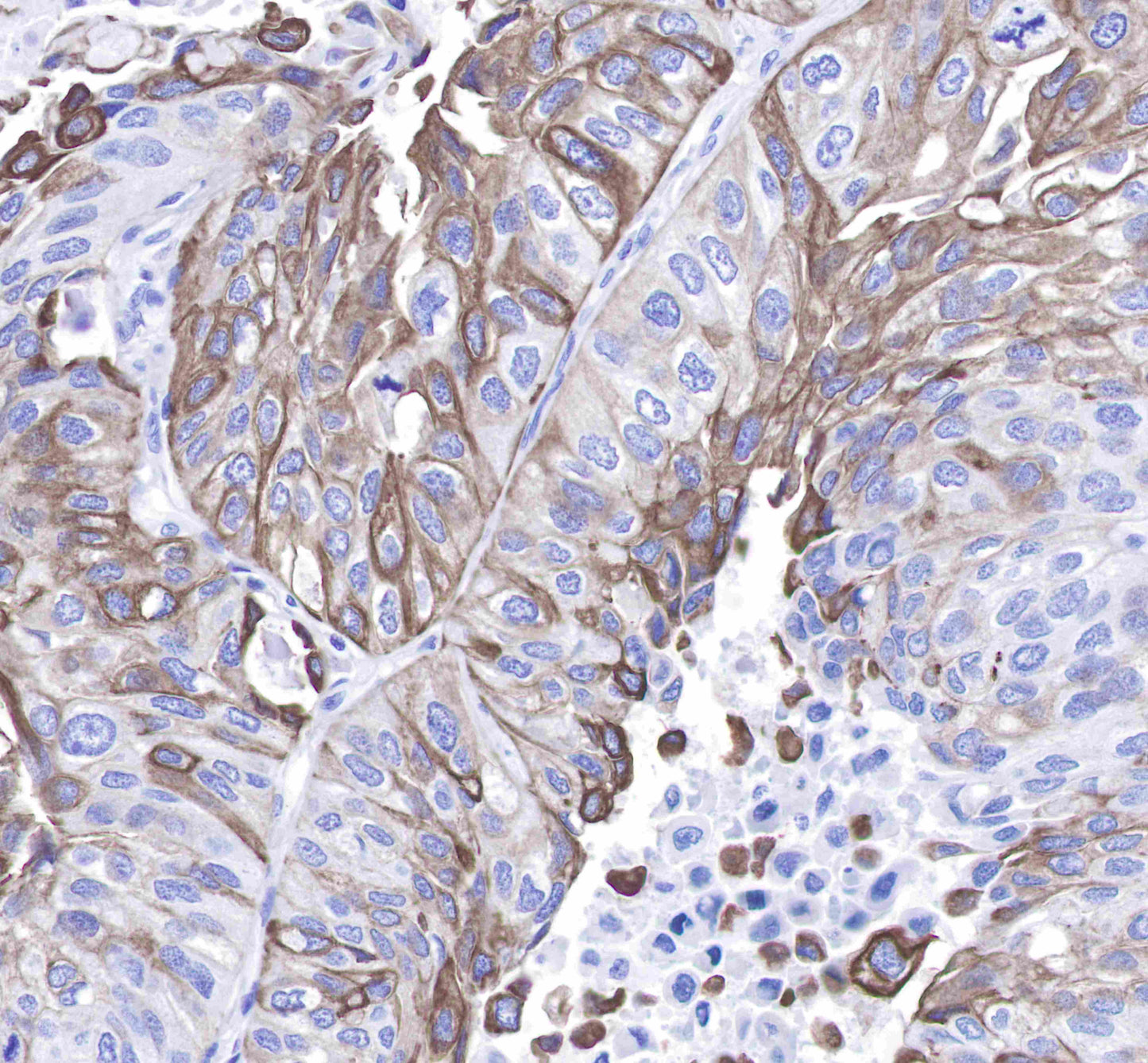 Keratin 8 Recombinant Rabbit mAb,PBS Only (SDT-016-46)