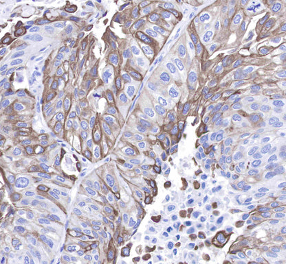 Keratin 8 Recombinant Rabbit mAb,PBS Only (SDT-016-46)