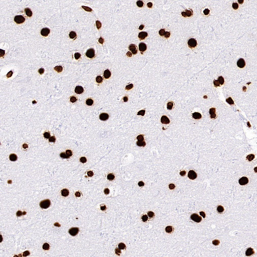 Histone H4 Recombinant Rabbit mAb (S-499-253)