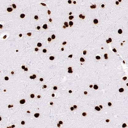Histone H4 Recombinant Rabbit mAb (S-499-253)