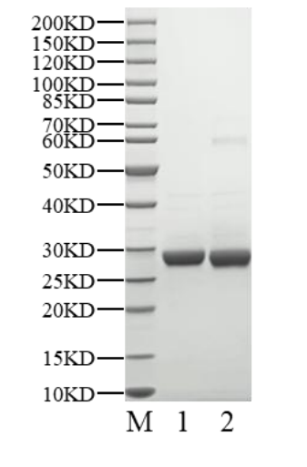 Biotinylated AR(LBD) Avi Tag Protein, Human