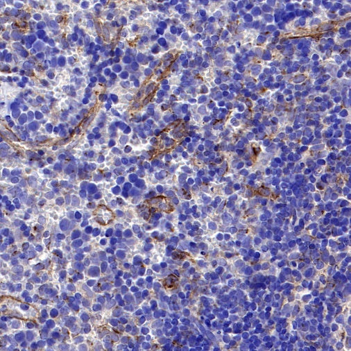 BST2 Recombinant Rabbit mAb (S-1950-247)
