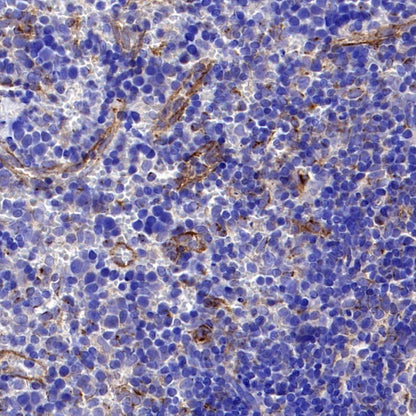 BST2 Recombinant Rabbit mAb (S-1950-247)
