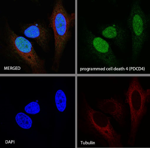 PDCD4 Rabbit polyclonal antibody