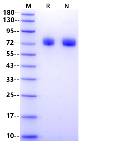 Klotho(34-549) Protein, Human