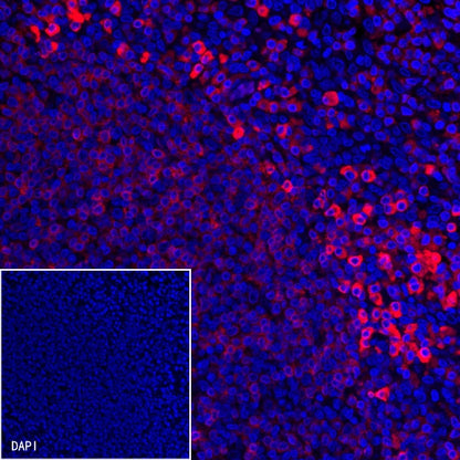 CD79a/MB-1 Recombinant Rabbit mAb (Alexa Fluor® 594 Conjugate) (S-030-18)