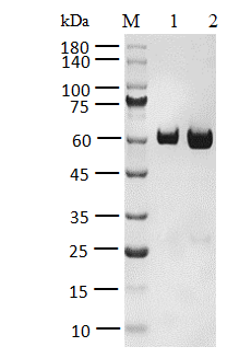PLK3 Protein