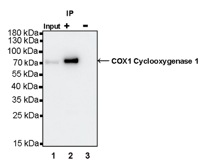 COX1/Cyclooxygenase 1 Recombinant Rabbit mAb (S-1478-48)