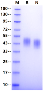 PD-L1/B7-H1 His Tag Protein, Mouse