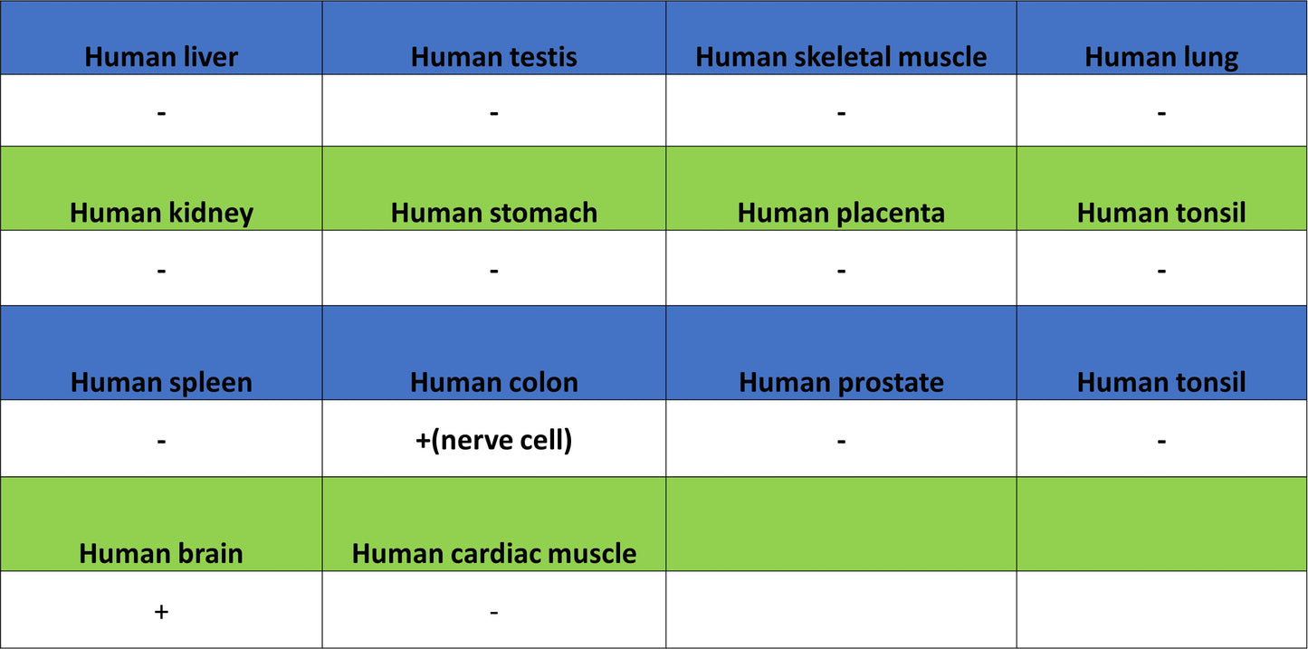 pan SCN Recombinant Rabbit mAb (S-5038)