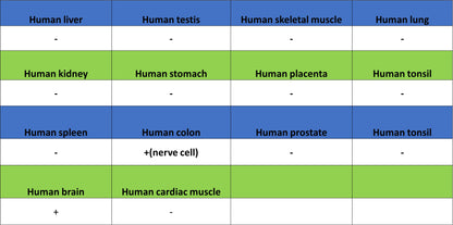 pan SCN Recombinant Rabbit mAb (S-5038)