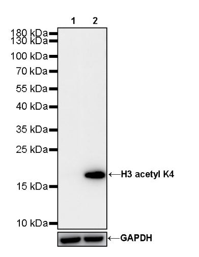 Histone H3 (acetyl K4) Recombinant Rabbit mAb (S-848-137)
