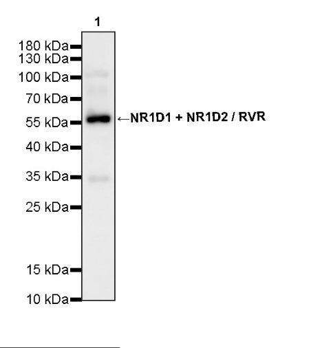 NR1D1 + NR1D2 / RVR Recombinant Rabbit mAb (S-5962)