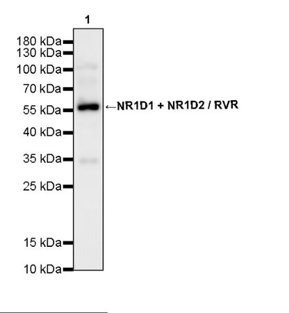 NR1D1 + NR1D2 / RVR Recombinant Rabbit mAb (S-5962)