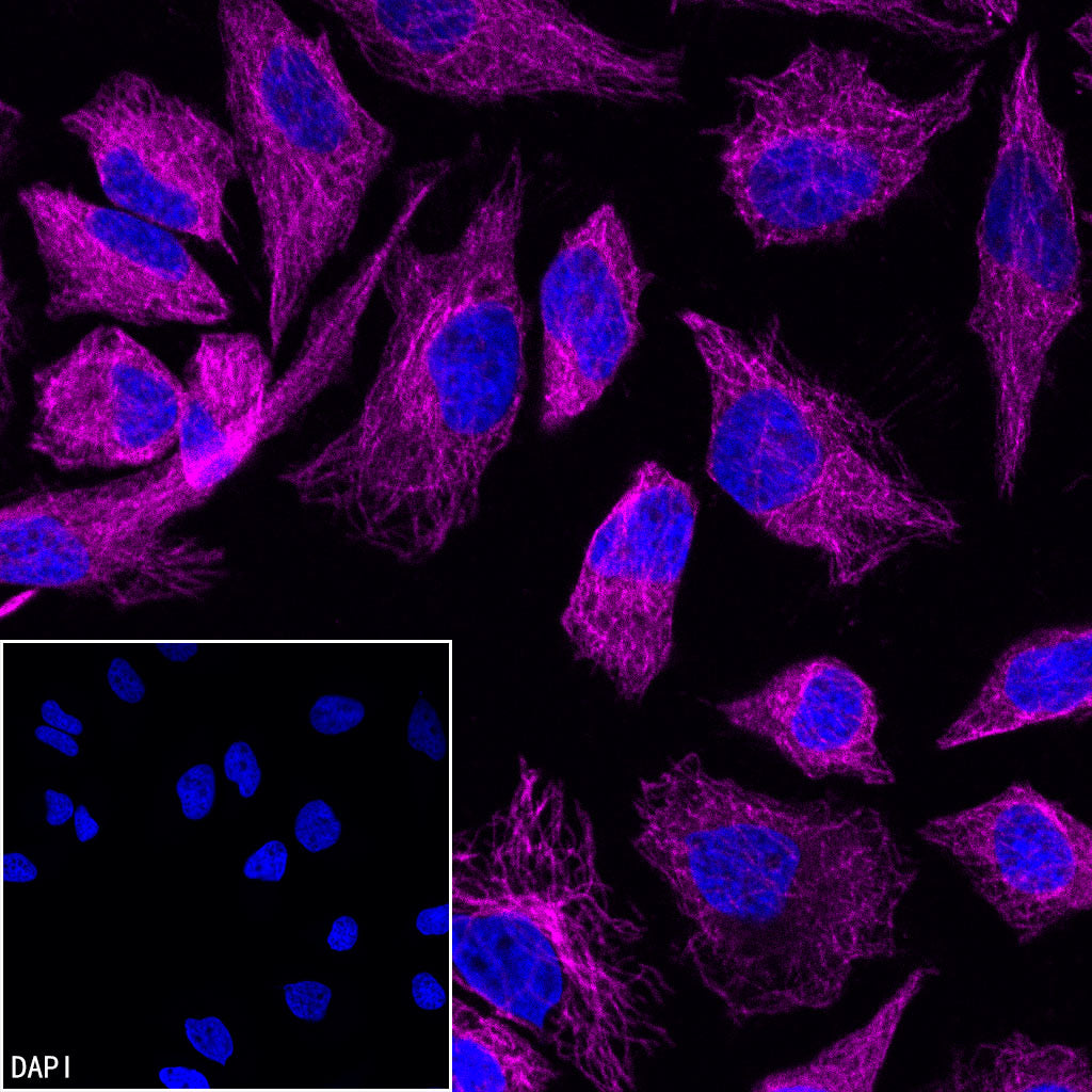 Biotin Recombinant Rabbit mAb (Alexa Fluor® 647 Conjugate) (S-3083)