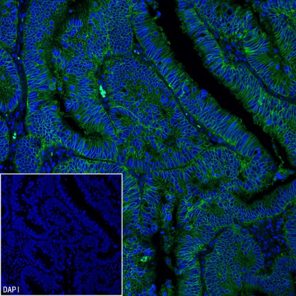EpCAM Recombinant Rabbit mAb (Alexa Fluor® 488 Conjugate) (S-078-128)