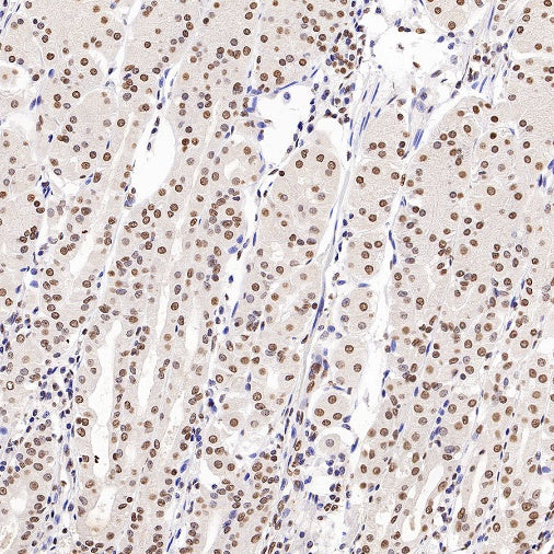 Histone H3 (mono methyl K79) Recombinant Rabbit mAb (S-R417)