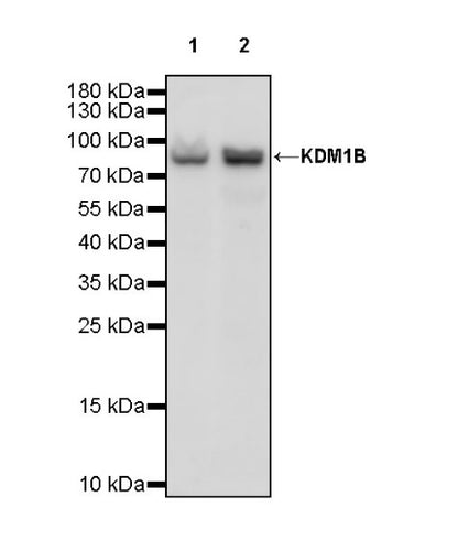 KDM1B Recombinant Rabbit mAb (S-993-8)