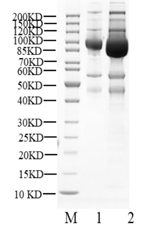 p110(H1047R) His&Strep II Tag Protein, Human