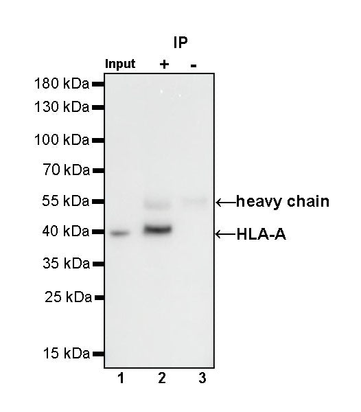 HLA-A Rabbit Polyclonal Antibody
