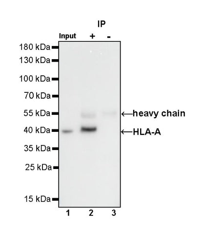 HLA-A Rabbit Polyclonal Antibody