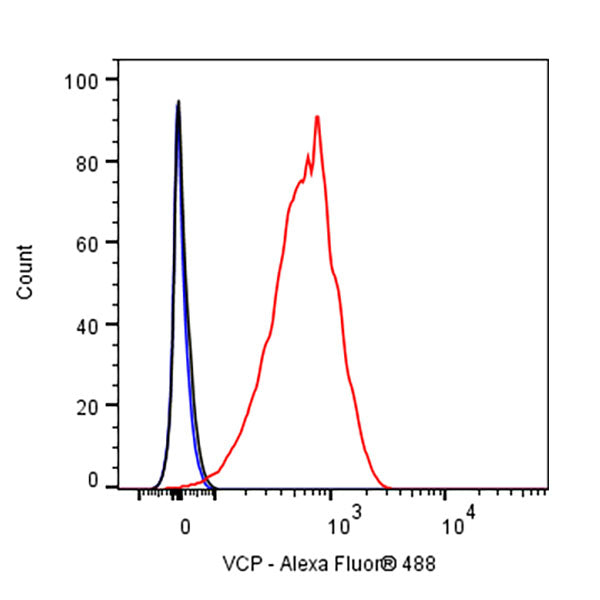 VCP Recombinant Rabbit mAb (S-1818-121)