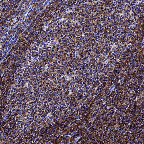 CD48 Recombinant Rabbit mAb (S-1515-9)