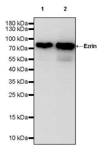 Ezrin Recombinant Rabbit mAb (S-1894-4)