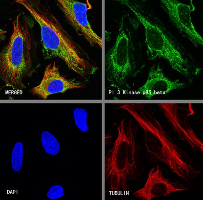 PI3 Kinase p85 beta Recombinant Rabbit mAb (S-1058-266)