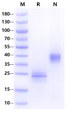 Biotinylated CD3E&CD3D Heterodimer, His, Avi Tag&Tag Free Protein, Human