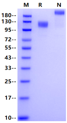 MERTK Fc Chimera Protein, Cynomolgus