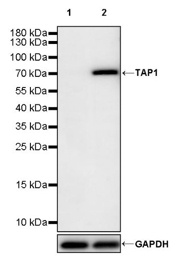 TAP1 Rabbit Polyclonal Antibody