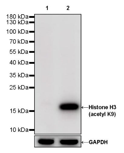 Histone H3 (acetyl K9) Rabbit polyclonal antibody