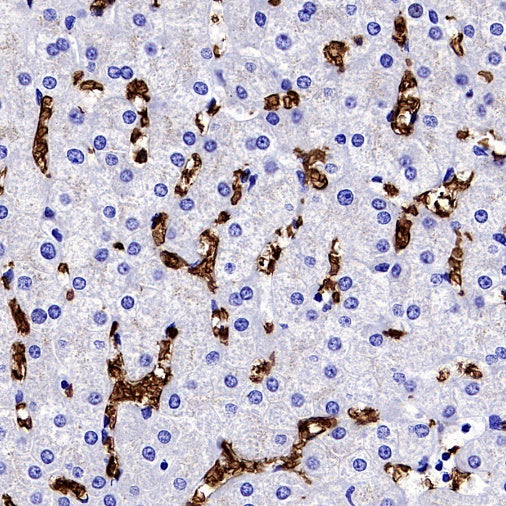 Glycophorin A Recombinant Rabbit mAb (SDT-3349)