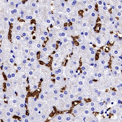 Glycophorin A Recombinant Rabbit mAb (SDT-3349)