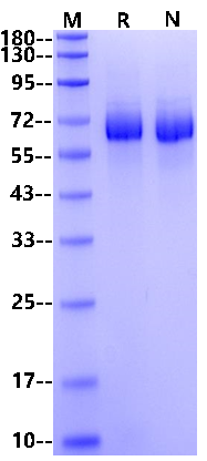 MARCO(79-520) His Tag Protein, Human