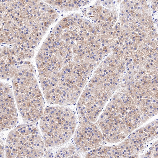 WWOX Recombinant Rabbit mAb (S-R298)