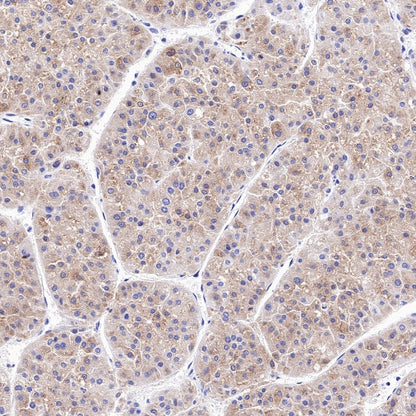 WWOX Recombinant Rabbit mAb (S-R298)