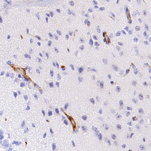 Mouse IL-6 Recombinant  mAb (S-1494-6)